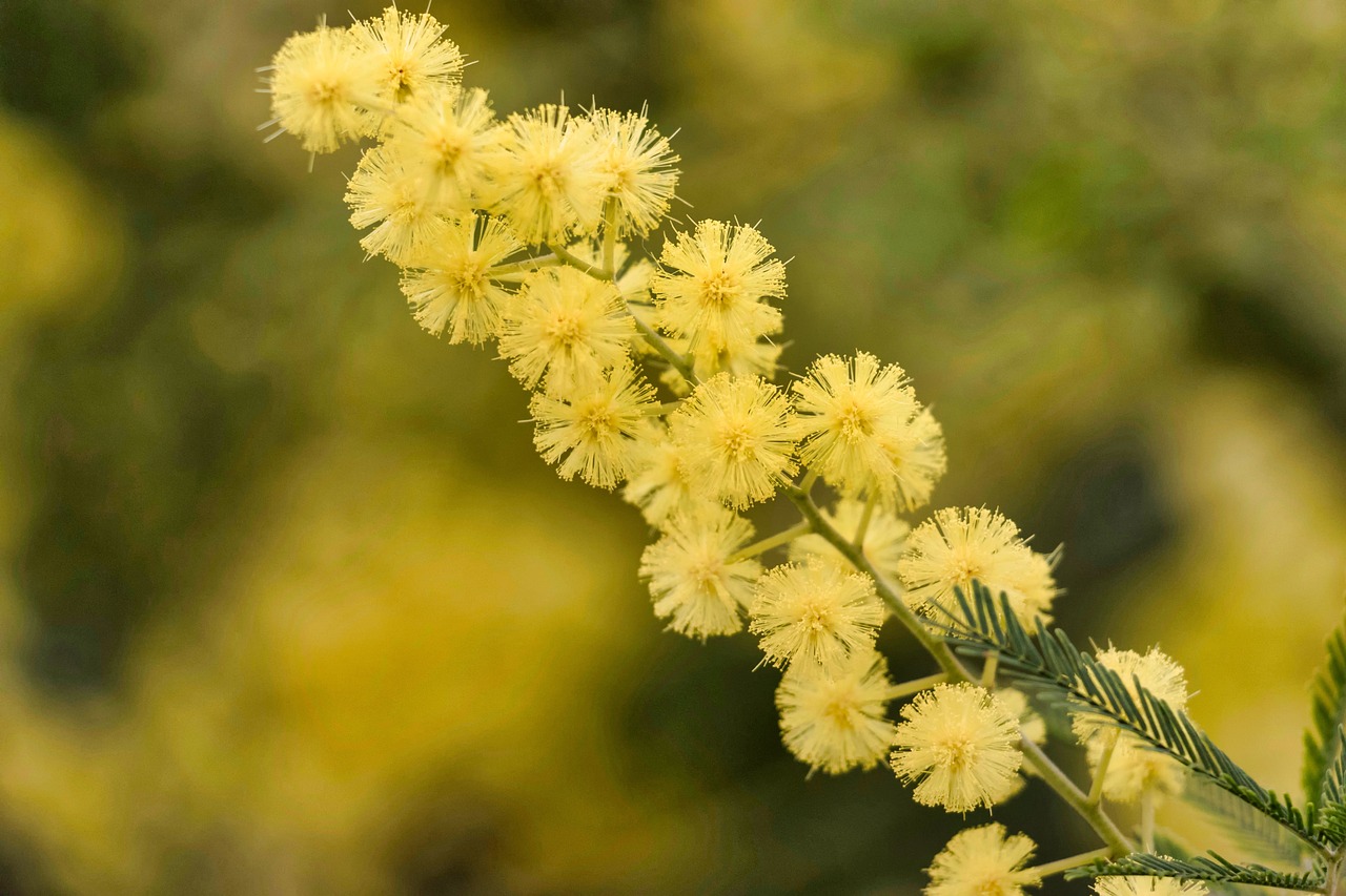 观叶类植物有哪些,深入数据解释定义_版位40.88.71