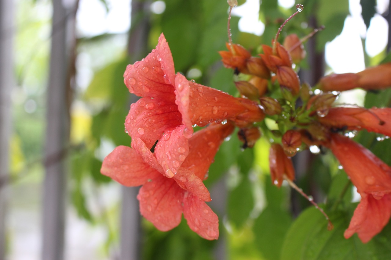 昆明的鲜花怎么运输到全国各地,统计解答解释定义_苹果版21.51.77